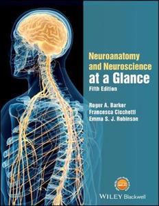 Neuroanatomy and Neuroscience at a Glance - Click Image to Close