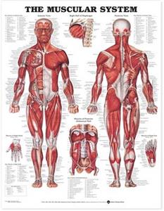 Muscular System Anatomical Chart, The (Laminated)