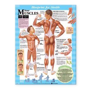 Blueprint for Health Your Muscles Chart