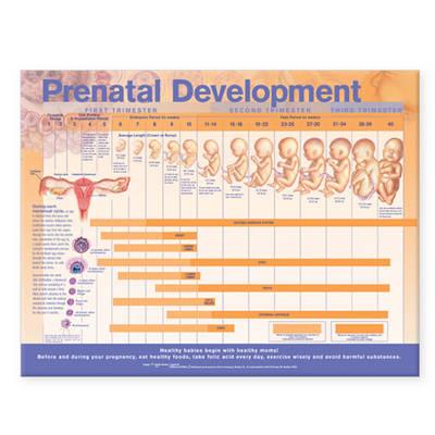 Prenatal Development Anatomical Chart - Click Image to Close
