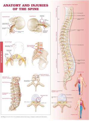 Anatomy and Injuries of the Spine Anatomical Chart - Click Image to Close