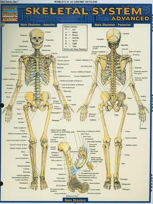  Skeletal System: Advanced