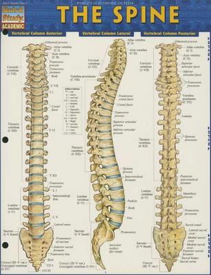 The Spine