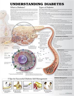 Understanding Diabetes Anatomical Chart - Click Image to Close