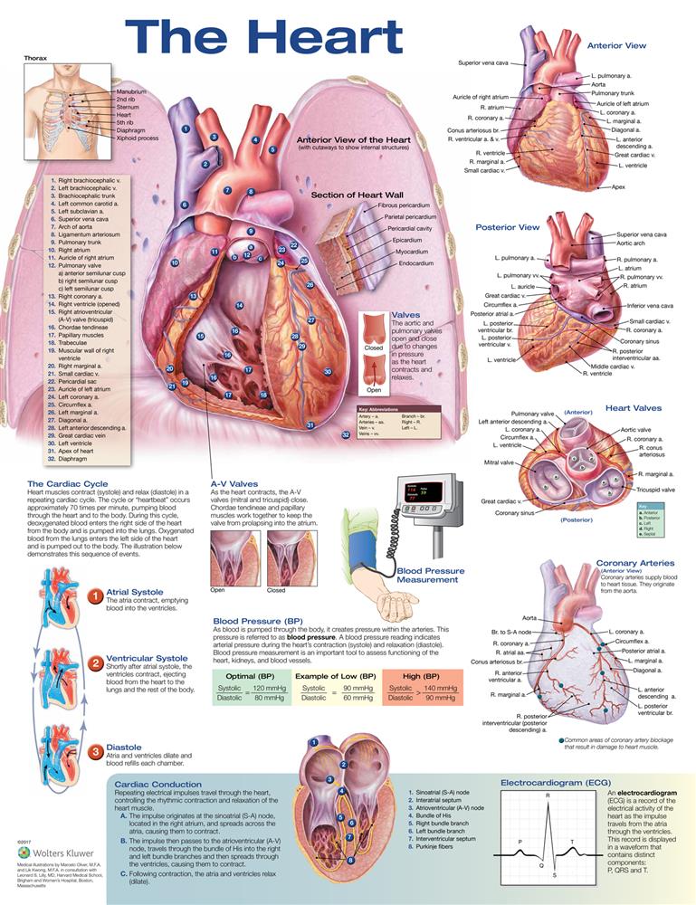 The Heart - Click Image to Close