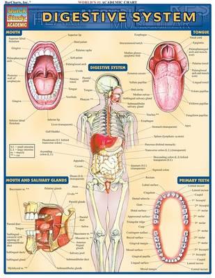 Digestive System - Click Image to Close