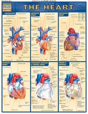  The Heart