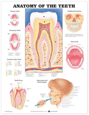 Anatomy of the Teeth Anatomical Chart - Click Image to Close