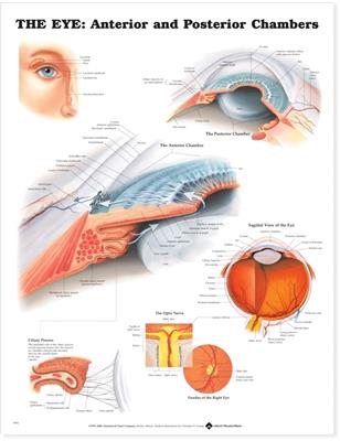  The Eye: Anterior and Posterior Chambers