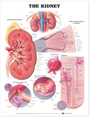 The Kidney Anatomical Chart - Click Image to Close