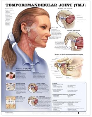 Temporomandibular Joint (TMJ) Anatomical Chart - Click Image to Close
