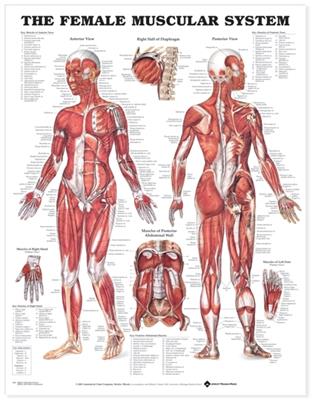 The Female Muscular System Anatomical Chart - Click Image to Close