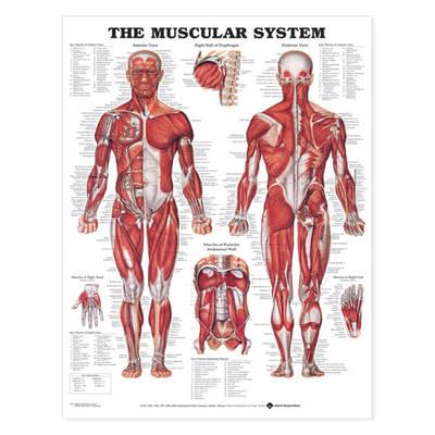 Muscular System Anatomical Chart, The (Laminated) - Click Image to Close