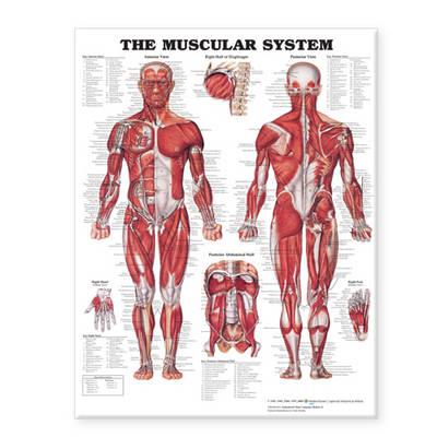 The Muscular System Giant Chart - Click Image to Close