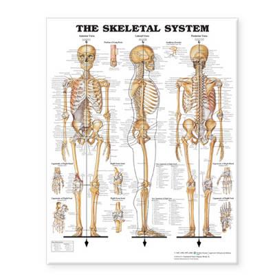 The Skeletal System Giant Chart - Click Image to Close