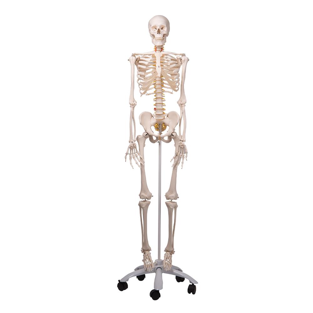 Mr. Flexible Skeleton - Click Image to Close
