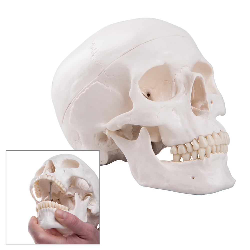 Classic Human Skull - Click Image to Close