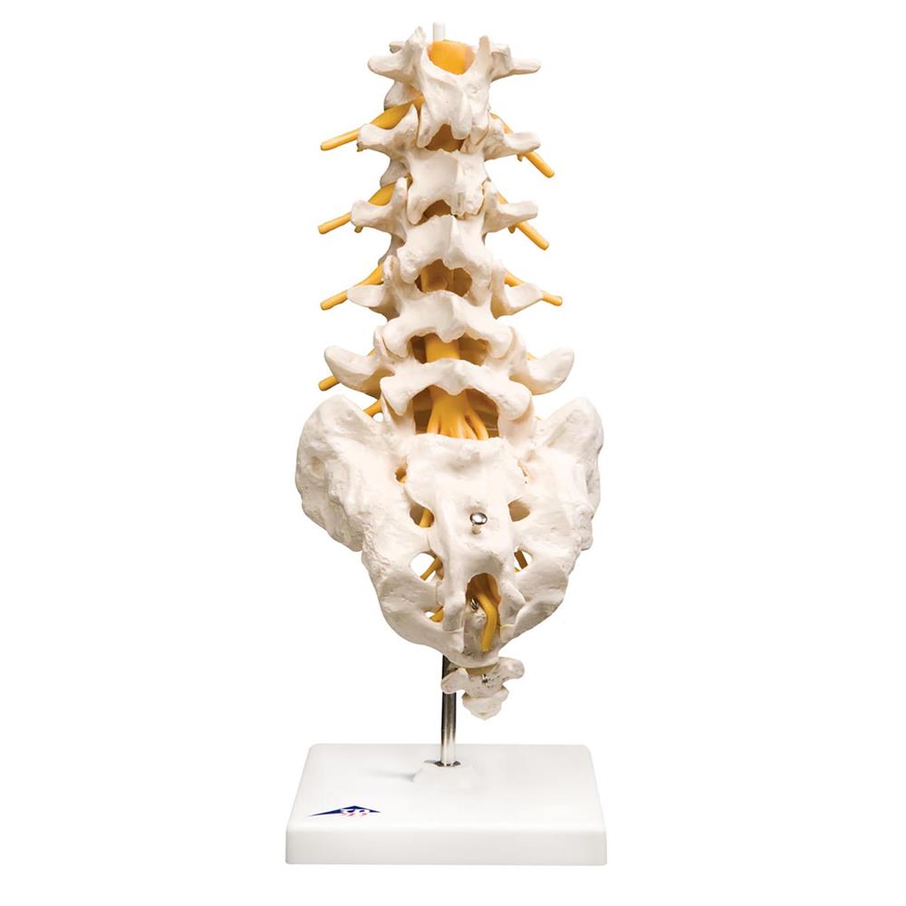 Flexible Lumbar Vertebral Column - Click Image to Close