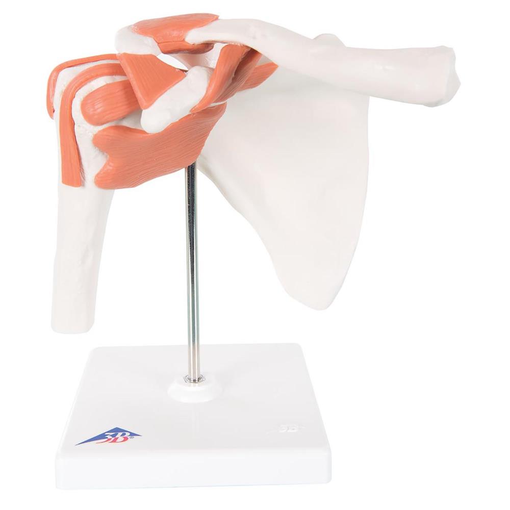 Functional Shoulder Joint Model (Right) - Click Image to Close
