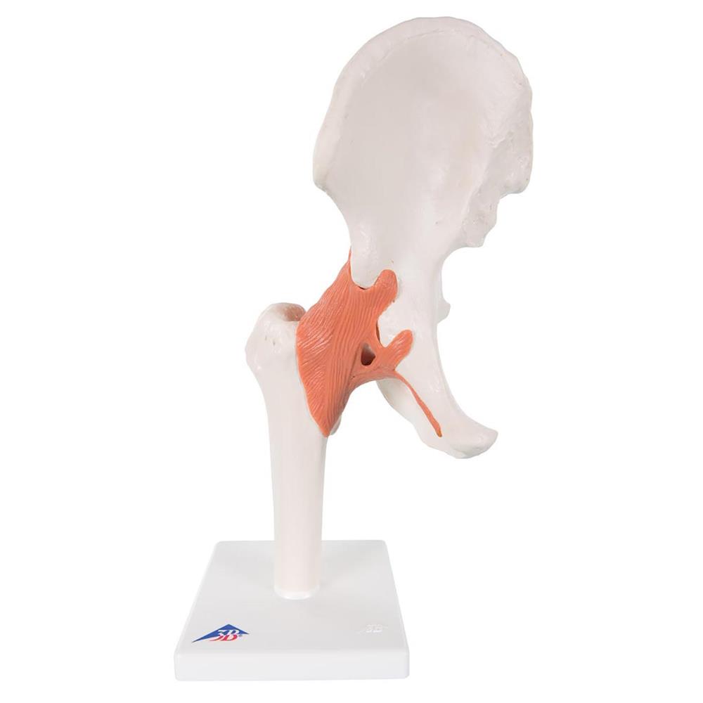 Functional Hip Joint Model (Right) - Click Image to Close