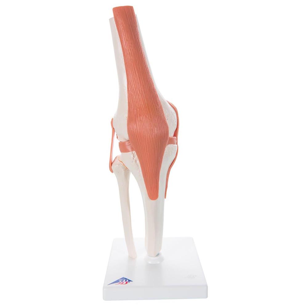 Functional Knee Joint Model (Right) - Click Image to Close