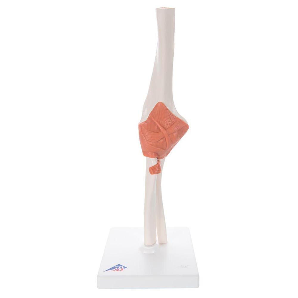 Functional Elbow Joint Model (Right) - Click Image to Close