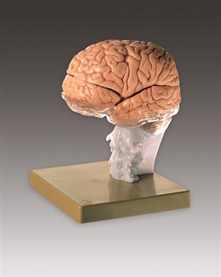 Brain Demonstration Model - Click Image to Close