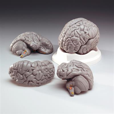 Budget Brain Model - Click Image to Close