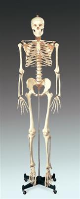 Budget Bucky Skeleton with Stand - Click Image to Close