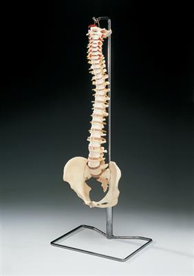 Budget Vertebral Column with Stand - Click Image to Close