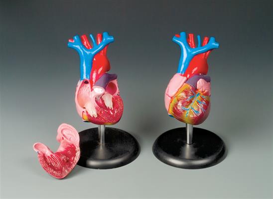 Budget Life-size Heart Model - Click Image to Close