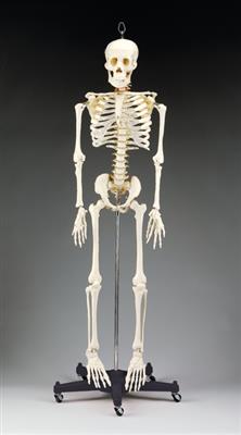 Budget Bart Four-Foot Skeleton - Click Image to Close