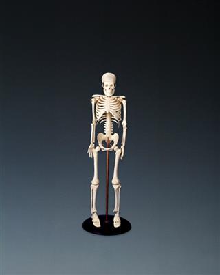 My First Skeleton (Tiny Tim) - Click Image to Close