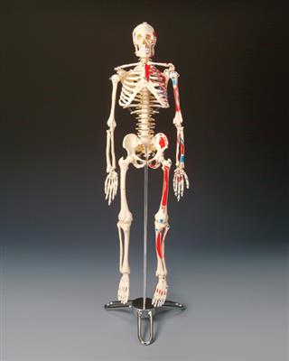 Painted Big Tim Skeleton - Click Image to Close