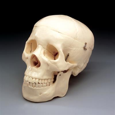 Budget Life-Size Skull - Click Image to Close