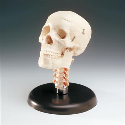 Budget Skull With Cervical Vertebrae - Click Image to Close