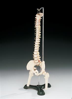 Flexible Desk-size Vertebral Column - Click Image to Close