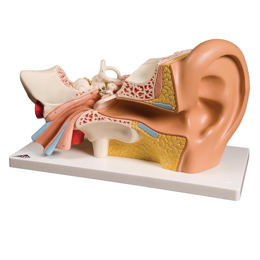 Four-Part Ear Model - Click Image to Close