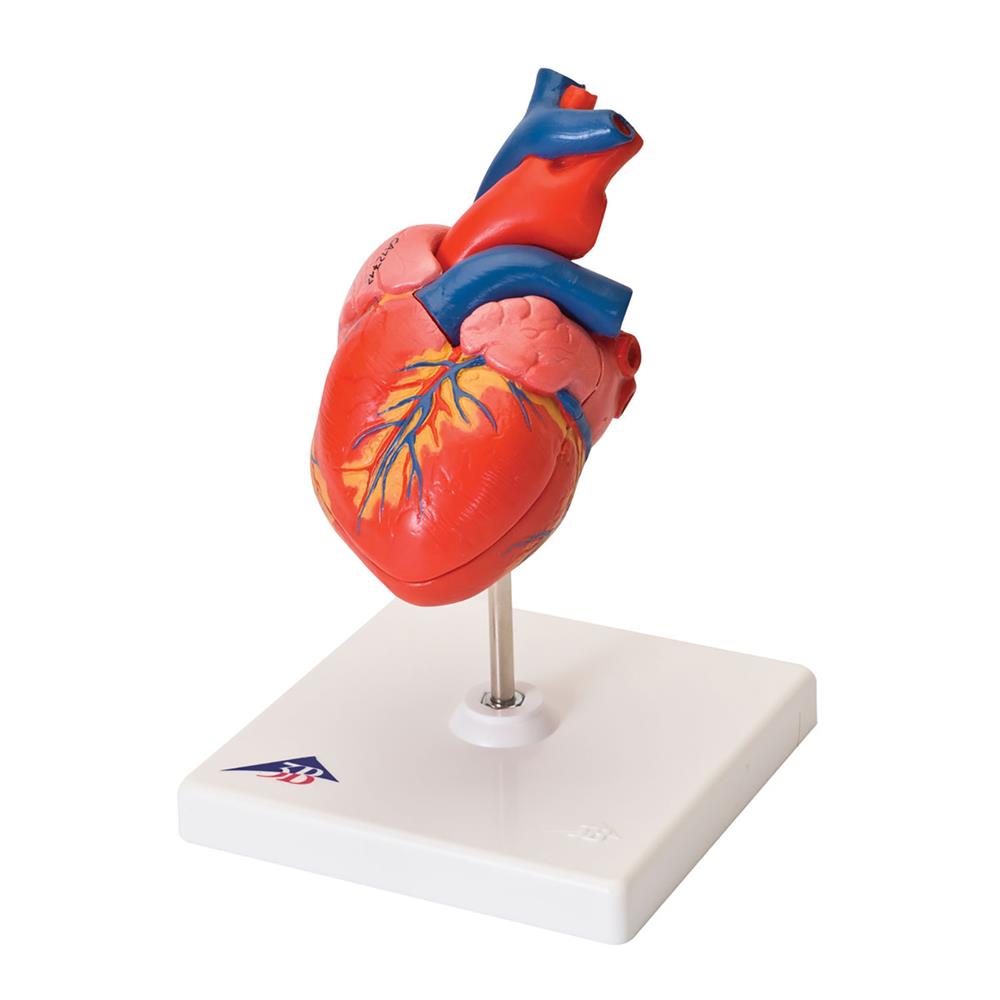 Basic Heart Model - Click Image to Close