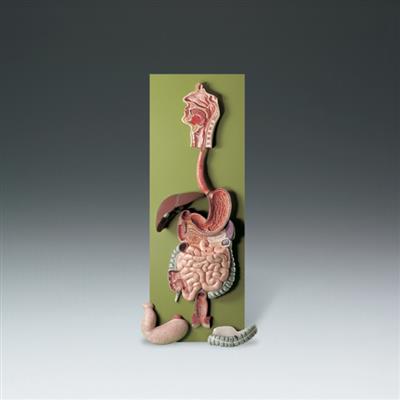 Human Digestive Tract Model - Click Image to Close