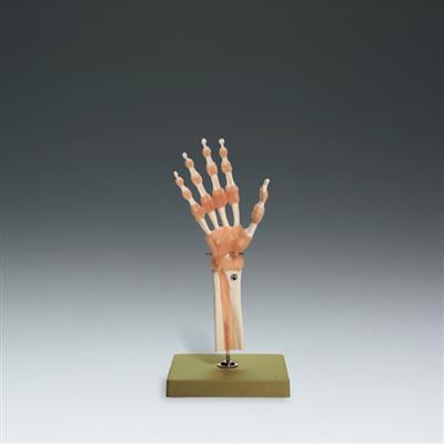 Functional Model of the Hand and Wrist - Click Image to Close