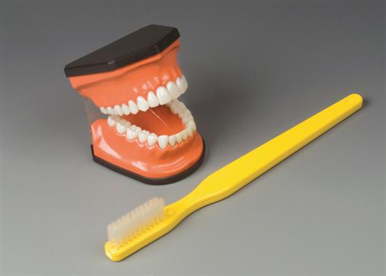 Flossing and Brushing Teaching Model - Click Image to Close