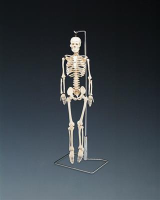 Flexible Mr. Thrifty Skeleton With Spinal Nerves - Click Image to Close