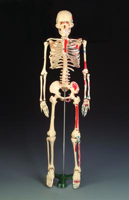 Painted Mr. Thrifty Skeleton - Click Image to Close