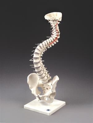 Soft Disc Vertebral Column with Stand - Click Image to Close