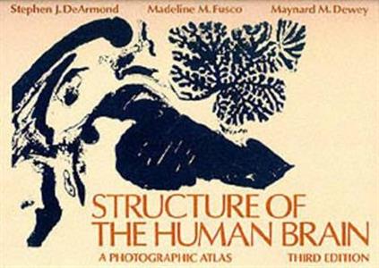 Structure of the Human Brain