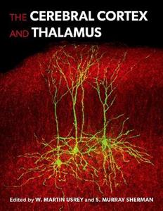 The Cerebral Cortex and Thalamus - Click Image to Close