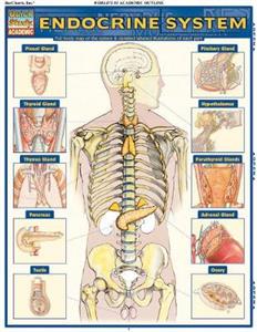 Endocrine System: QuickStudy Laminated Anatomy Reference Guide - Click Image to Close