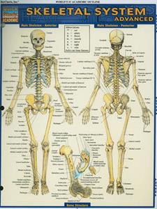 Skeletal System: Advanced