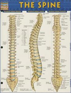 The Spine